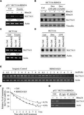 Frontiers | The RNA-binding protein RBM24 regulates lipid 